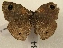  ( - WI-JAG-769)  @12 [ ] No Rights Reserved (2011) A. Perez-Asso Caribbean Natural History Group