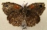  ( - WI-JAG-770)  @12 [ ] No Rights Reserved (2011) A. Perez-Asso Caribbean Natural History Group