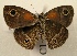  ( - WI-JAG-771)  @12 [ ] No Rights Reserved (2011) A. Perez-Asso Caribbean Natural History Group