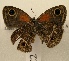  ( - WI-JAG-772)  @12 [ ] No Rights Reserved (2011) A. Perez-Asso Caribbean Natural History Group