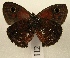  ( - WI-JAG-790)  @12 [ ] No Rights Reserved (2011) A. Perez-Asso Caribbean Natural History Group