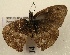  ( - WI-JAG-799)  @12 [ ] No Rights Reserved (2011) A. Perez-Asso Caribbean Natural History Group