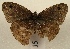  ( - WI-JAG-800)  @12 [ ] No Rights Reserved (2011) A. Perez-Asso Caribbean Natural History Group