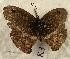  ( - WI-JAG-803)  @12 [ ] No Rights Reserved (2011) A. Perez-Asso Caribbean Natural History Group