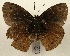  ( - WI-JAG-805)  @12 [ ] No Rights Reserved (2011) A. Perez-Asso Caribbean Natural History Group