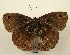  ( - WI-JAG-806)  @11 [ ] No Rights Reserved (2011) A. Perez-Asso Caribbean Natural History Group