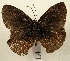  ( - WI-JAG-807)  @12 [ ] No Rights Reserved (2011) A. Perez-Asso Caribbean Natural History Group