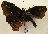  ( - WI-JAG-808)  @12 [ ] No Rights Reserved (2011) A. Perez-Asso Caribbean Natural History Group