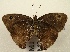  ( - WI-JAG-809)  @12 [ ] No Rights Reserved (2011) A. Perez-Asso Caribbean Natural History Group
