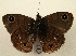  ( - WI-JAG-816)  @13 [ ] No Rights Reserved (2011) A. Perez-Asso Caribbean Natural History Group