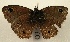  ( - WI-JAG-817)  @13 [ ] No Rights Reserved (2011) A. Perez-Asso Caribbean Natural History Group