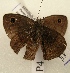  ( - WI-JAG-821)  @12 [ ] No Rights Reserved (2011) A. Perez-Asso Caribbean Natural History Group