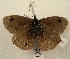  (Calisto sommeri - WI-JAG-827)  @13 [ ] No Rights Reserved (2011) A. Perez-Asso Caribbean Natural History Group