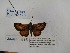  ( - Wi-JAG-1172)  @13 [ ] No Rights Reserved (2015) Julio A Genaro Caribbean Natural History Group
