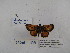  ( - Wi-JAG-1173)  @13 [ ] No Rights Reserved (2015) Julio A Genaro Caribbean Natural History Group