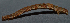  ( - IngaHerbiv_1036)  @12 [ ] CreativeCommons - Attribution Non-Commercial Share-Alike (2013) TA Kursar University of Utah