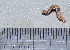  ( - IngaHerbiv_1387)  @12 [ ] CreativeCommons - Attribution Non-Commercial Share-Alike (2013) TA Kursar University of Utah
