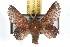  ( - JLB-0027)  @12 [ ] CreativeCommons - Attribution (2009) Unspecified Centre for Biodiversity Genomics