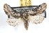  (Walterella - JLB-0048)  @15 [ ] CreativeCommons - Attribution (2009) Unspecified Centre for Biodiversity Genomics