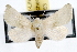  (Nocloa - JLB-0063)  @15 [ ] CreativeCommons - Attribution (2009) Unspecified Centre for Biodiversity Genomics