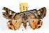  ( - JLB-0066)  @13 [ ] CreativeCommons - Attribution (2009) Unspecified Centre for Biodiversity Genomics