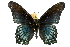  (Limenitis arthemis arizonensis - JLB-0094)  @15 [ ] CreativeCommons - Attribution (2009) Unspecified Centre for Biodiversity Genomics