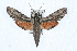 ( - JLB-0100)  @13 [ ] CreativeCommons - Attribution (2009) Unspecified Centre for Biodiversity Genomics