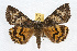  ( - JLB-0145)  @13 [ ] CreativeCommons - Attribution (2009) Unspecified Centre for Biodiversity Genomics
