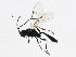  ( - 10PROBE-27538)  @13 [ ] CreativeCommons - Attribution (2010) CBG Photography Group Centre for Biodiversity Genomics