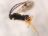  ( - 10PROBE-28927)  @13 [ ] CreativeCommons - Attribution (2011) CBG Photography Group Centre for Biodiversity Genomics