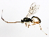  ( - 10PROBE-29209)  @14 [ ] CreativeCommons - Attribution (2011) CBG Photography Group Centre for Biodiversity Genomics