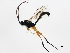  ( - BIOUG00763-G04)  @12 [ ] CreativeCommons - Attribution (2011) CBG Photography Group Centre for Biodiversity Genomics