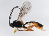  ( - BIOUG00768-B01)  @13 [ ] CreativeCommons - Attribution (2011) CBG Photography Group Centre for Biodiversity Genomics