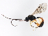  ( - BIOUG00768-H03)  @13 [ ] CreativeCommons - Attribution (2011) CBG Photography Group Centre for Biodiversity Genomics