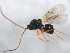  (Trybliographa - BIOUG00778-H10)  @13 [ ] CreativeCommons - Attribution (2011) CBG Photography Group Centre for Biodiversity Genomics