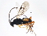  ( - BIOUG00784-D11)  @13 [ ] CreativeCommons - Attribution (2011) CBG Photography Group Centre for Biodiversity Genomics