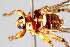  (Hippobosca longipennis - HLM)  @11 [ ] Copyright (2018) Joel Bargul International Center of Insect Physiology and Ecology