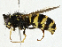  ( - BIOUG99487-E01)  @11 [ ] CreativeCommons - Attribution (2023) CBG Photography Group Centre for Biodiversity Genomics