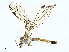  ( - BIOUG99491-H06)  @11 [ ] CreativeCommons - Attribution (2023) CBG Photography Group Centre for Biodiversity Genomics