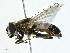  ( - BIOUG99492-B02)  @11 [ ] CreativeCommons - Attribution (2023) CBG Photography Group Centre for Biodiversity Genomics