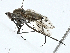  ( - BIOUG99492-C10)  @11 [ ] CreativeCommons - Attribution (2023) CBG Photography Group Centre for Biodiversity Genomics