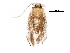 (Pseudopostega apoclina - BIOUG29821-G07)  @13 [ ] CreativeCommons - Attribution (2016) CBG Photography Group Centre for Biodiversity Genomics