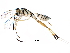  (cryptJanzen01 Malaise8983 - BIOUG29590-E09)  @13 [ ] CreativeCommons - Attribution (2016) CBG Photography Group Centre for Biodiversity Genomics