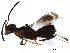  ( - BIOUG29862-B04)  @11 [ ] CreativeCommons - Attribution (2017) CBG Photography Group Centre for Biodiversity Genomics