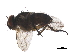  (Anisia Malaise1033 - BIOUG29814-H06)  @14 [ ] CreativeCommons - Attribution (2019) CBG Photography Group Centre for Biodiversity Genomics