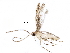  (malaiseGraci01 Malaise7672 - BIOUG29871-D09)  @13 [ ] CreativeCommons - Attribution (2016) CBG Photography Group Centre for Biodiversity Genomics