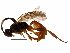  (ichneuMalaise01 Malaise9082 - BIOUG29878-D01)  @14 [ ] CreativeCommons - Attribution (2016) CBG Photography Group Centre for Biodiversity Genomics