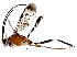  (cryptJanzen01 malaise0194 - BIOUG29822-H10)  @14 [ ] CreativeCommons - Attribution (2016) CBG Photography Group Centre for Biodiversity Genomics