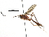  (Nonnus Malaise9643 - BIOUG29910-E05)  @13 [ ] CreativeCommons - Attribution (2016) CBG Photography Group Centre for Biodiversity Genomics
