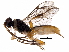  (crypMalaise01 Malaise7883 - BIOUG29917-C05)  @14 [ ] CreativeCommons - Attribution (2016) CBG Photography Group Centre for Biodiversity Genomics